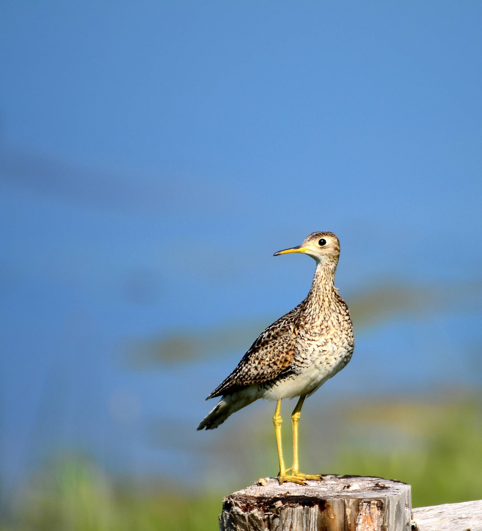 image Upland Sandpiper